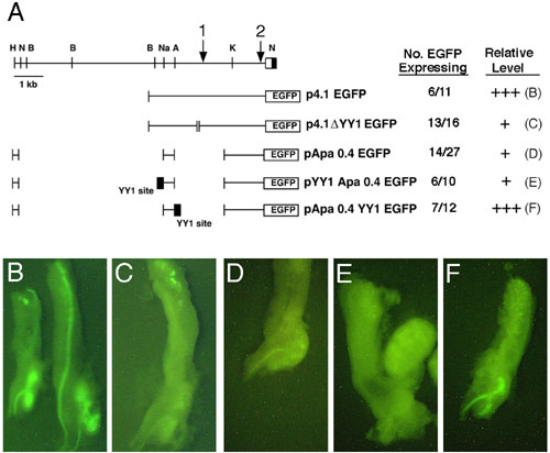 Fig-7 lg.jpg